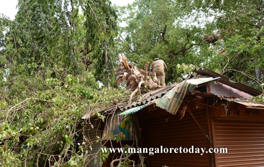 peepal tree karangalpady